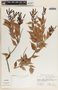 Cavendishia melastomoides image