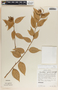 Cavendishia quereme image