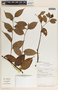 Cavendishia quereme image