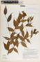 Cavendishia quereme image