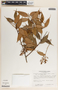 Cavendishia quereme image