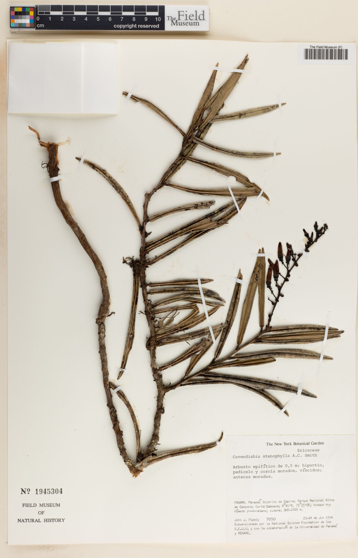 Cavendishia stenophylla image