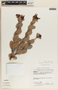 Cavendishia talamancensis image