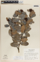 Cavendishia talamancensis image
