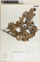 Cavendishia talamancensis image
