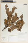 Cavendishia talamancensis image