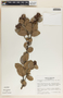 Cavendishia talamancensis image