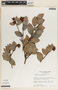 Cavendishia talamancensis image