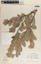 Cavendishia talamancensis image