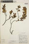 Comarostaphylis polifolia image