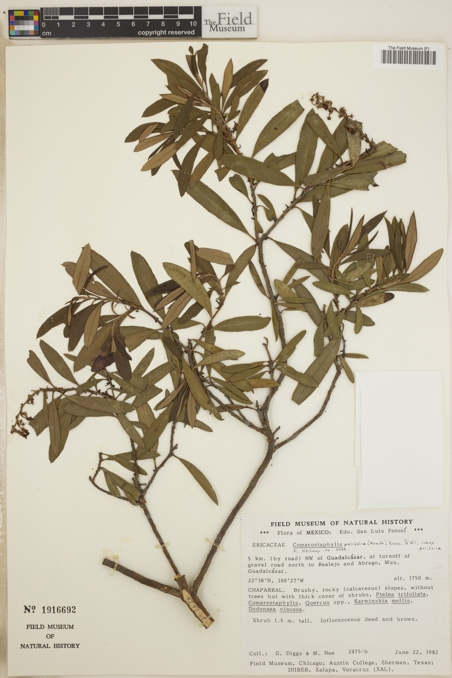 Comarostaphylis polifolia image