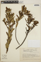 Comarostaphylis polifolia image