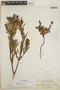 Comarostaphylis polifolia image