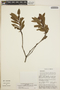 Comarostaphylis spinulosa image