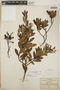 Comarostaphylis spinulosa image