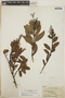 Comarostaphylis spinulosa image