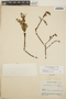 Comarostaphylis spinulosa image