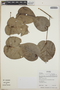 Cavendishia complectens image