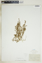 Euphorbia glyptosperma image
