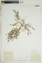 Euphorbia glyptosperma image