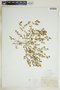 Euphorbia glyptosperma image