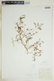 Euphorbia glyptosperma image