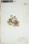 Euphorbia glyptosperma image