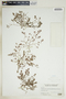 Euphorbia glyptosperma image