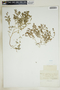 Euphorbia glyptosperma image