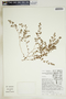 Euphorbia glyptosperma image