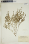 Euphorbia glyptosperma image