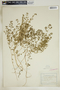 Euphorbia glyptosperma image