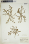 Euphorbia glyptosperma image