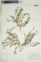 Euphorbia glyptosperma image