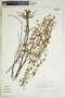 Euphorbia glyptosperma image