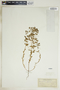 Euphorbia glyptosperma image