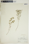 Euphorbia glyptosperma image