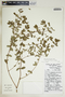 Euphorbia glyptosperma image