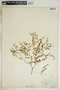 Euphorbia glyptosperma image