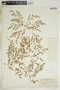 Euphorbia glyptosperma image
