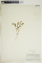 Euphorbia glyptosperma image
