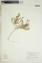 Euphorbia glyptosperma image