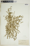 Euphorbia glyptosperma image