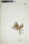 Euphorbia glyptosperma image