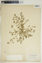Euphorbia glyptosperma image