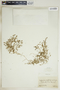Euphorbia glyptosperma image