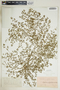 Euphorbia glyptosperma image