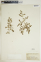 Euphorbia glyptosperma image