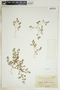 Euphorbia glyptosperma image