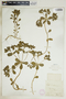 Euphorbia helioscopia image